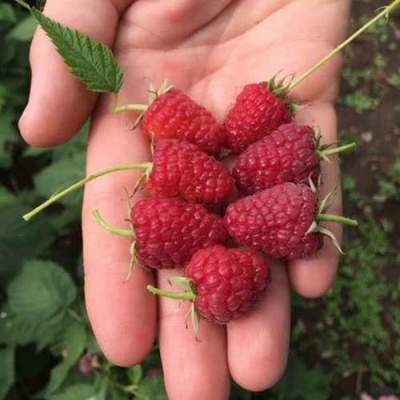Малина ЕВРАЗИЯ в Минске