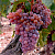 Виноград КИШМИШ РУБИН в Минске