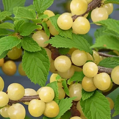 Вишня СНЕВИТ войлочная в Минске