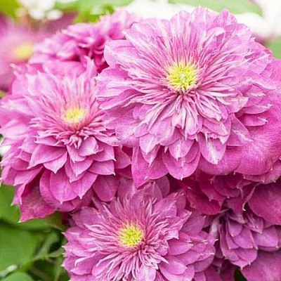 Клематис КАЙЗЕР в Минске