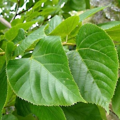 Липа мелколистная в Минске