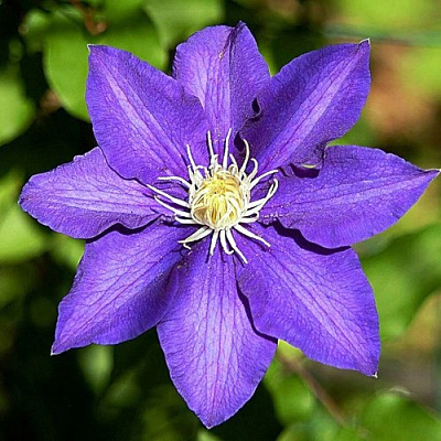 Клематис ЗЕ ПРЕЗИДЕНТ в Минске