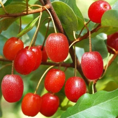 ГУМИ (ЛОХ МНОГОЦВЕТКОВЫЙ) в Минске