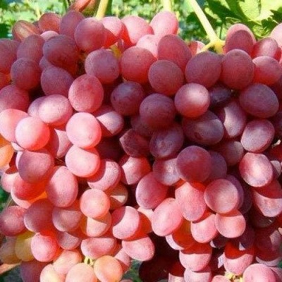 Виноград КИШМИШ КРАСНЫЙ в Минске