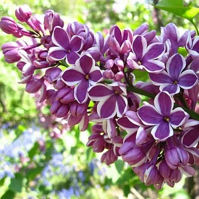 Сирень СЕНСАЦИЯ (привитая) в Минске