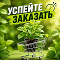 УСПЕЙТЕ ЗАКАЗАТЬ УСПЕЙТЕ ЗАКАЗАТЬ в Минске