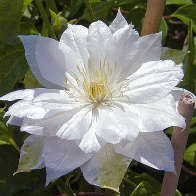 Клематис ДАЧЕСС ОФ ЭДИНБУРГ в Минске