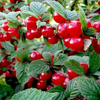 Вишня ВОСТОРГ войлочная в Минске