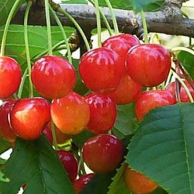 Черешня ДОНЧАНКА в Минске