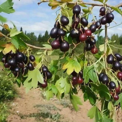 Смородина золотистая ЛЕВУШКА в Минске
