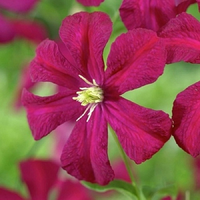 Клематис МАДАМ ДЖУЛИЯ КОРРЕВОН в Минске