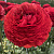 Ранункулюс ГЕТ ЛАКИ романс в Минске
