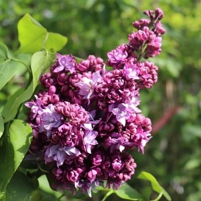 Сирень МАРШАЛ МАЛИНОВСКИЙ в Минске