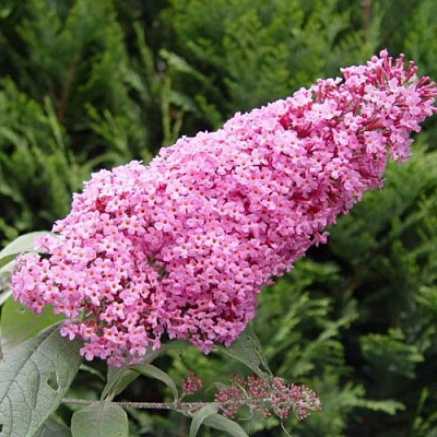 Буддлея давида ПИНК ДЕЛАЙТ в Минске