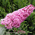 Буддлея давида ПИНК ДЕЛАЙТ в Минске