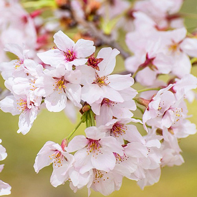 Сакура КОЙО НО МАЙ в Минске