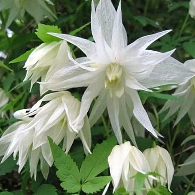 Княжик АЛЬБИНА ПЛЕНА белый махровый в Минске