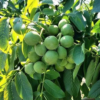 Грецкий орех  ИЗЯЩНЫЙ в Минске