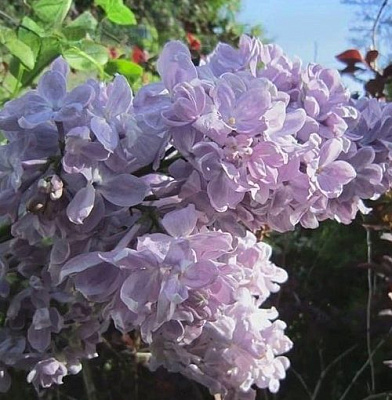 Сирень ЛЕТНИЙ САД в Минске