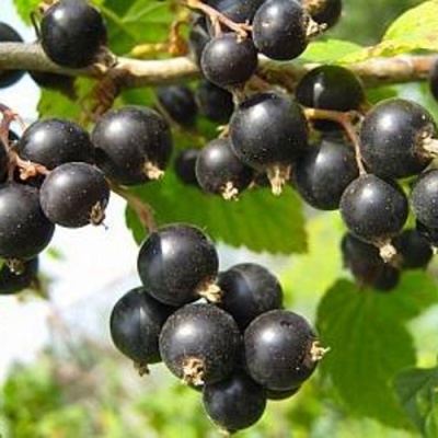 Смородина черная АЖУРНАЯ в Минске