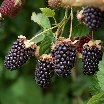 Ежемалина БОЙСЕНБЕРРИ в Минске