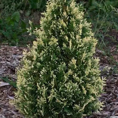 Туя БРАБАНТ ВАРИЕГАТТА западная в Минске