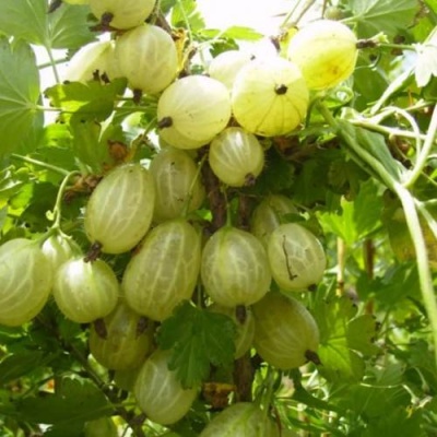 Крыжовник ИНВИКТА в Минске