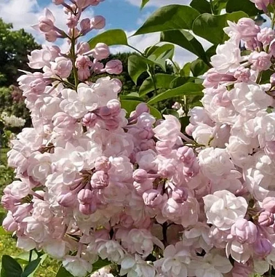 Сирень КРАСАВИЦА МОСКВЫ (привитая) в Минске