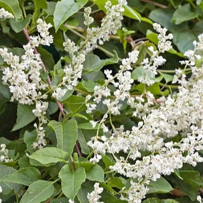 Фаллопия АУБЕРТА в Минске