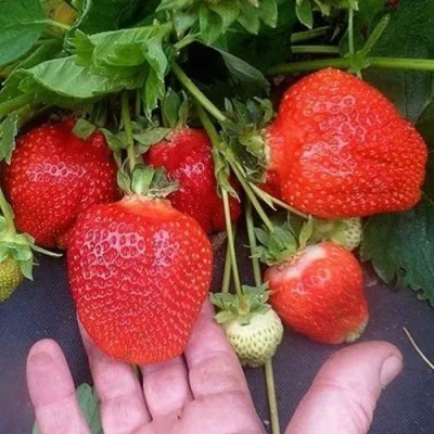 Клубника АЗИЯ в Минске