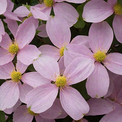 Клематис ГОРНЫЙ в Минске