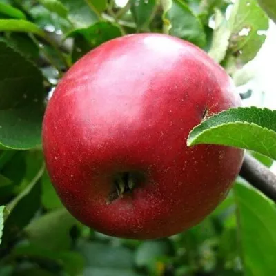 ковалевская яблоня описание сорта