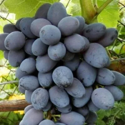 Черный виноград в Минске