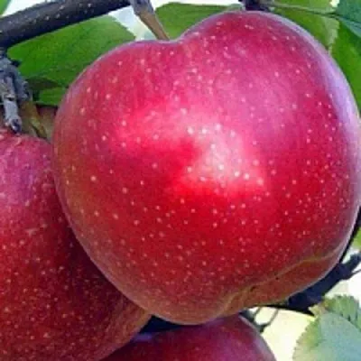 Купить яблони зимних сортов - Саженцы поздних яблонь в Минске, доставка поБеларуси