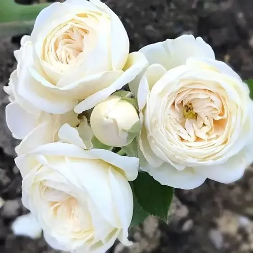 Роза АРТЕМИС шраб в Минске