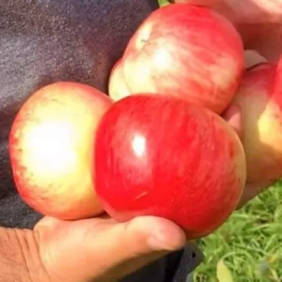 Сорт яблони Свердловчанин — неприхотливый и урожайный