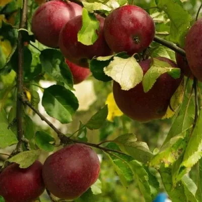 Яблоня Фуджи (Malus Fuji) ОКС — Питомник Летний сад