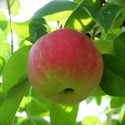 Яблоки, яблони, яблоневый сад — стихи для детей