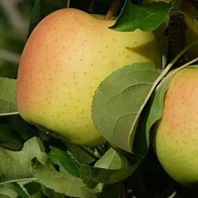 Купить яблоню - Саженцы яблонь в Минске, доставка по Беларуси