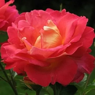 Плетистая роза Декор Арлекин: все о посадке, выращивании и уходе за многолетником - Посадика