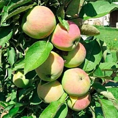 Купить колонновидную яблоню - Саженцы колонновидных яблонь в Минске,доставка по Беларуси