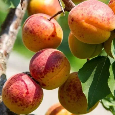Как правильно выращивать и размножать абрикос сорта Россиянин?