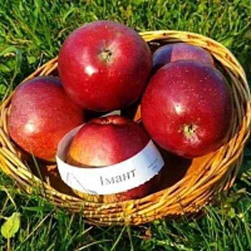 Описание и характеристики сорта яблони Ананасное