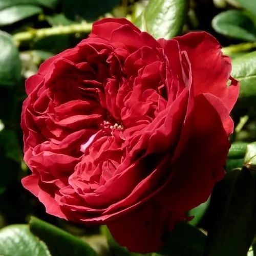 Роза Чайно-гибридная 