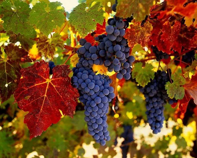 Как и когда правильно посадить лозу винограда осенью: полезные советы и рекомендации